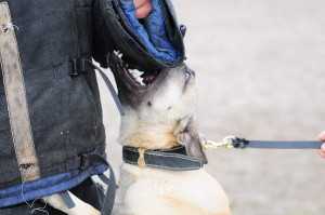Een hond ziet, ruikt en hoort meer tijdens de beveiliging